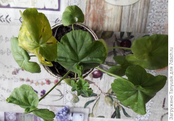 А еще на одной - вот такой листик.