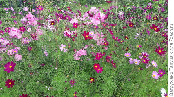 Там внизу лук-))