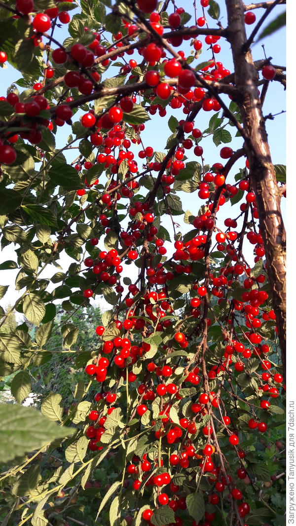 Войлочная вишня. Выращиваю деревцем.