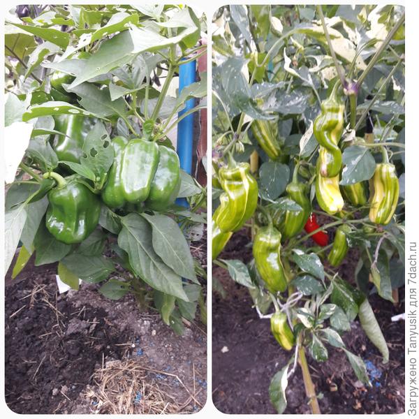 Такая же история с перцем Карамель (семена от Оксаны. Наверно, собраны с &quot;Карамель красная F1&quot;. Правый - как на пакетике с семенами, а левый - совсем не похож-))