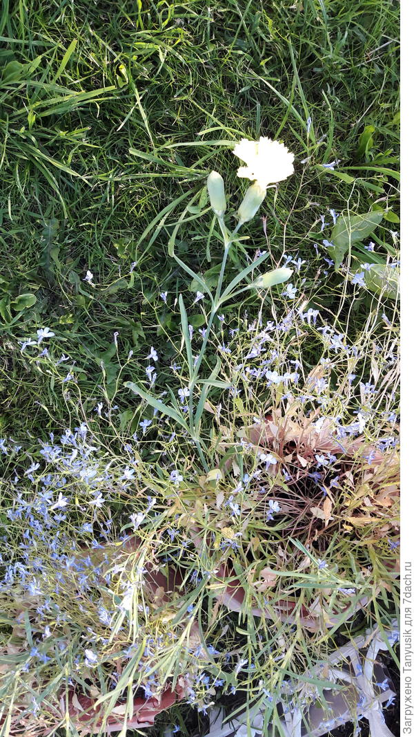 Лобелия уже внутри вся пожелтела. Родстригла ее. Глядишь, отрастет. И гвоздики еще распустятся. Но совершенно не впечатляет!