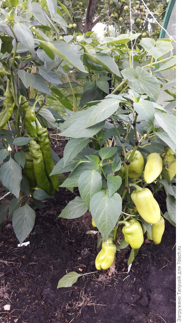 Эти два куста - Палермо желтый. У правого - проснулись гены какого-то предка.