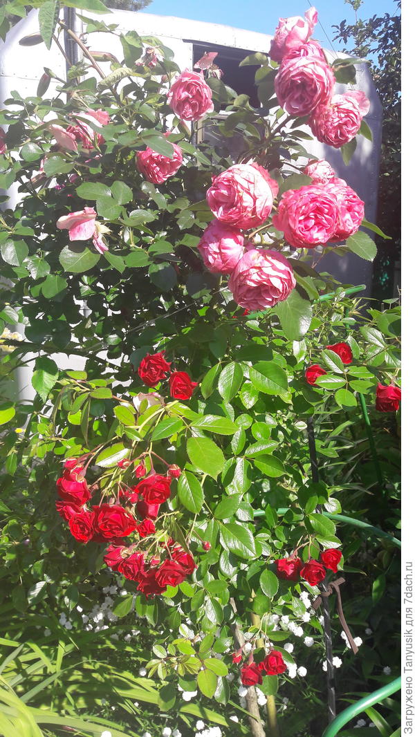 Вот эта роза. Сверху - Леонардо. Снизу - Скарлет. Дороти в кадр не вошла.