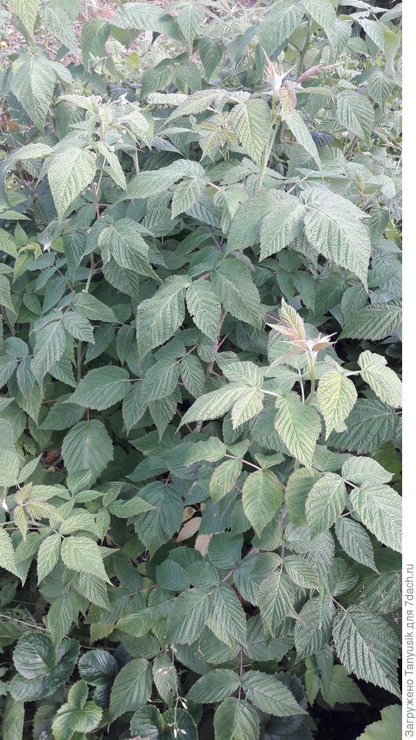 Ремонтантная малина в Питере.