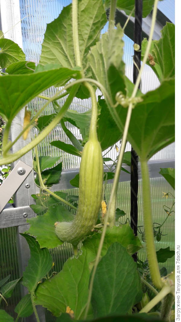 Армянский огурец.