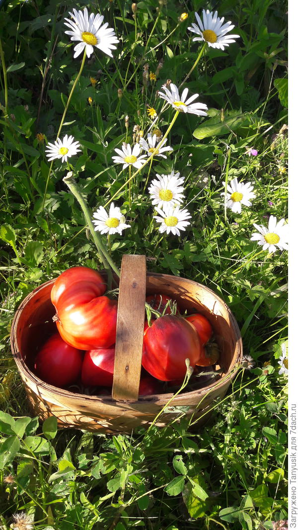 Первый массовый сбор помидоров - 18 штук, 2,7 кг