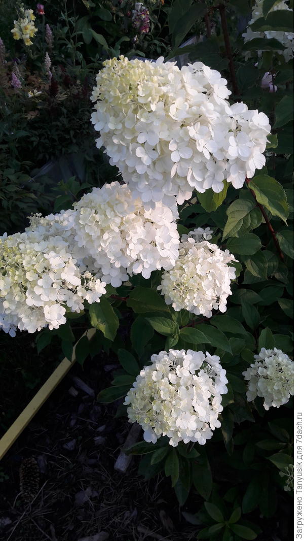 Зубчиков не видно