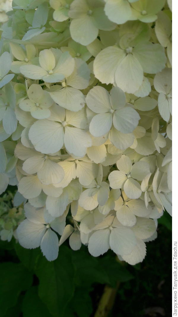 Зубчики у Полар Биар.