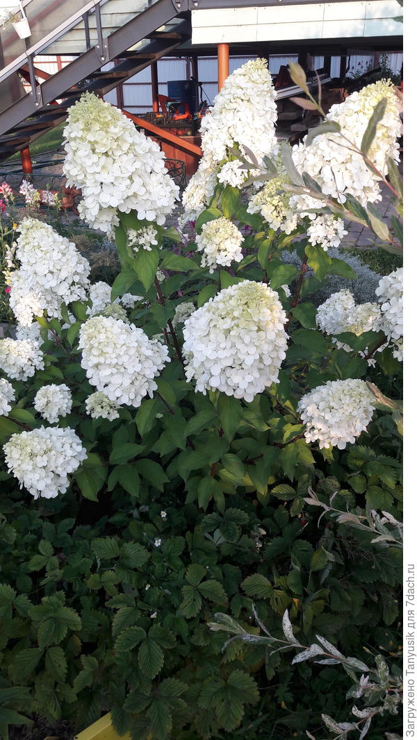 Полярный мишка