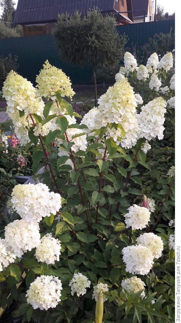 Полярный мишка.