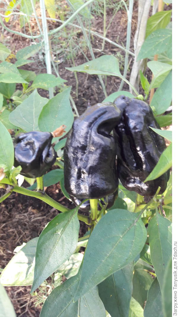 Фиолетовые уже все съели