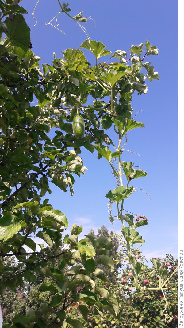 Найди лагенарию-))