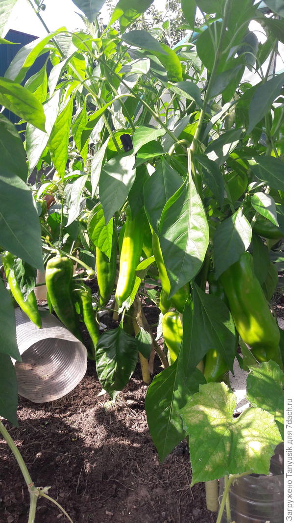 Палермо и Рамиро еще зеленые