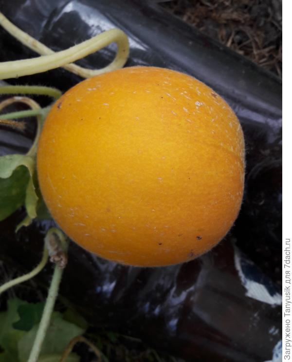 Не привитая. А запах какой - мммм. Сразу съели. Сладкая!