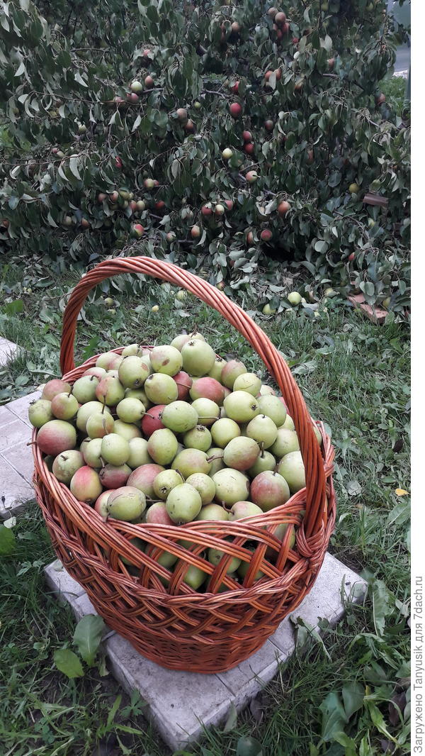 Собрала опавшие. Кг 15. На суку раз в 5 больше. А уж на дереве...))