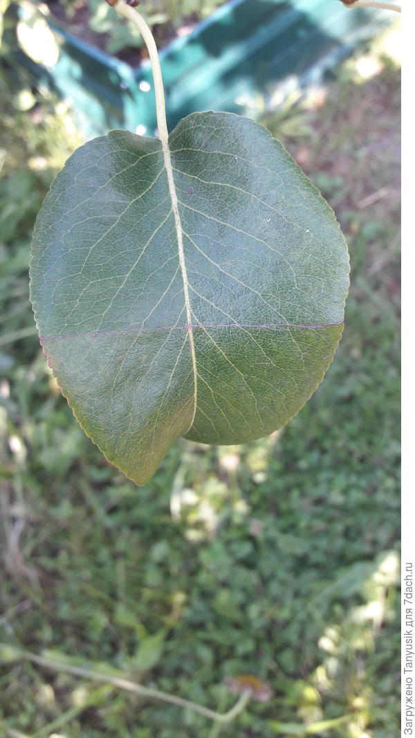 Чтобы не искать, где мы обсуждали листики груш. Продолжаю наблюление. Ничего не происходит...