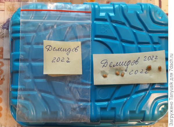 Раньше добывала семена через бродиловку, а теперь решила перейти к такому варианту. Хоть 5 семян можно &quot;приклеить&quot;, хоть 50...