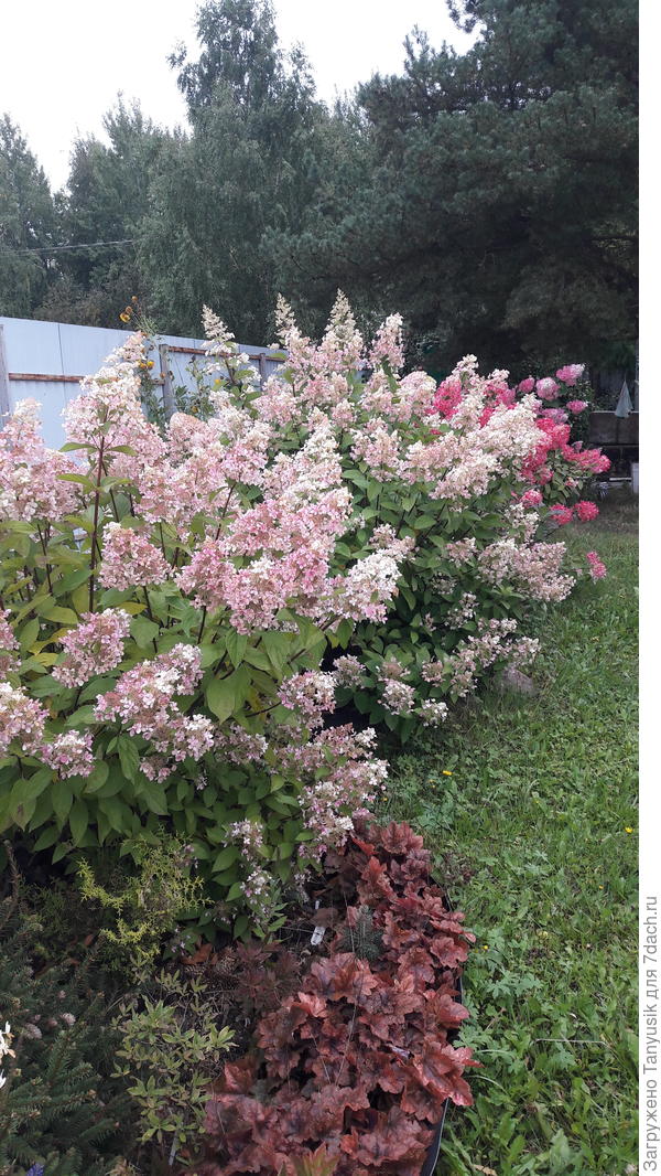 Мои любимки сейчас!