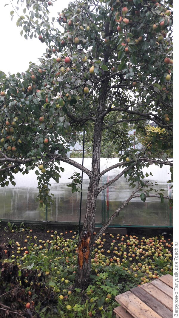 Груши собираем-собираем, а они все не кончаютс