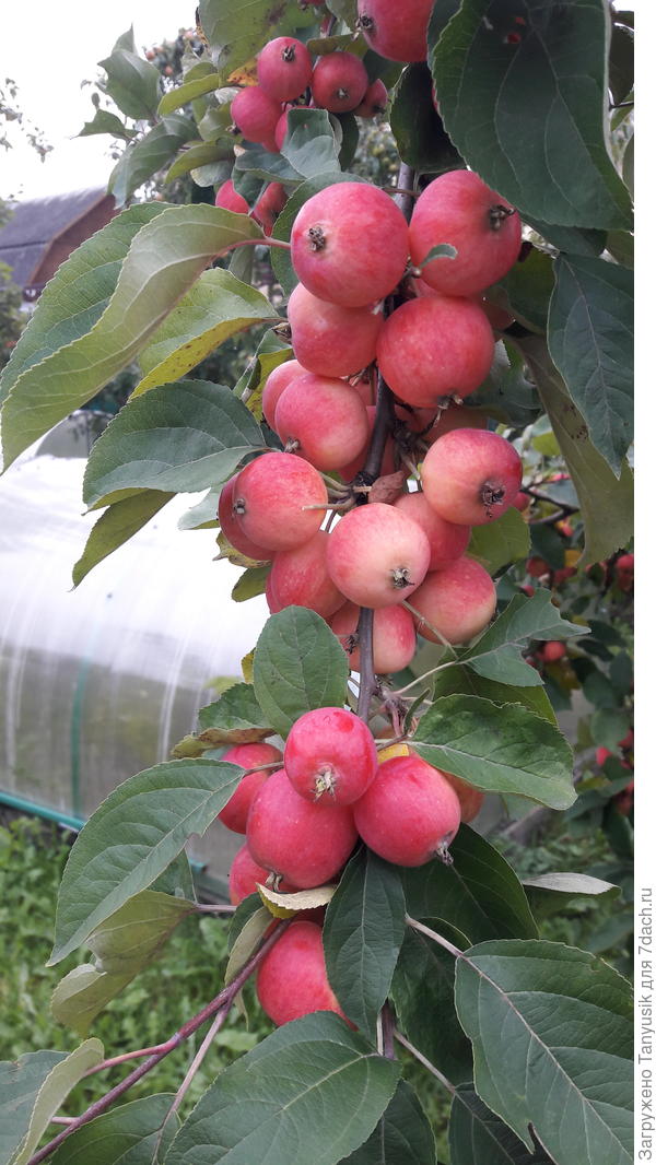 Эх, красота! На данном этапе борьба с урожаем - моя головная боль