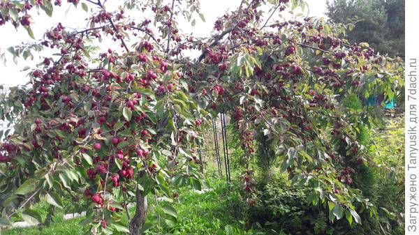 Пионерочка стала плакучей от обилия яблок. А раньше ветки вверх росли
