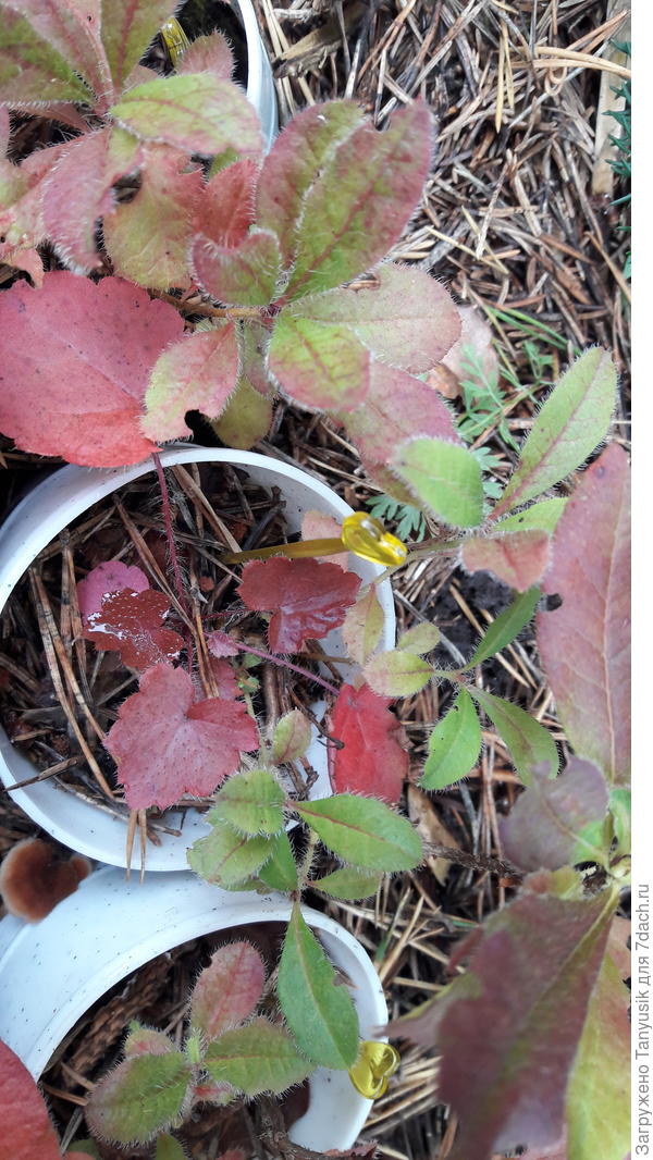 Эта появилась в стаканчике с сеянцами азалии