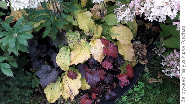 Эти взошли давно под хостой. Не стала пересаживать. По-моему, им там хорошо.