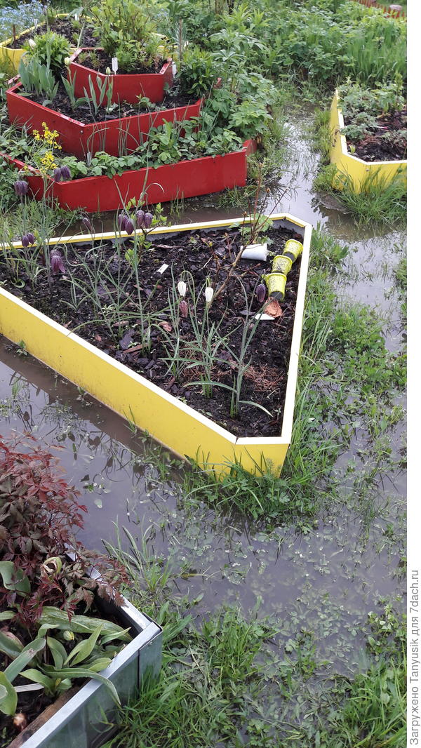 Грядки у нас все приподнятые, т.к. очень сыро. Между грядками весной и после дождей стоит вода, вот там маршанция и процветает.