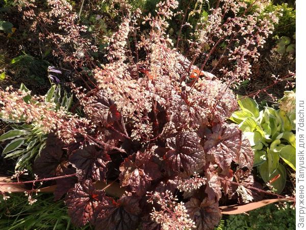 Вот такой еще Пурпурный замок у меня.