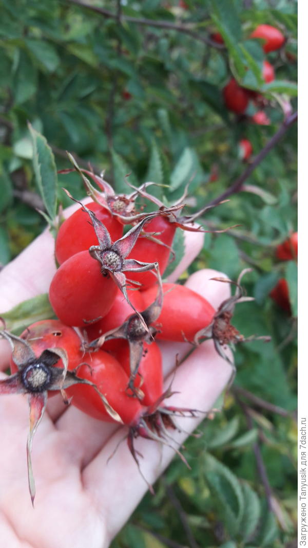 В пучке до 8 ягод