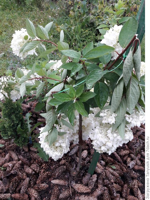 Так были сломаны ураганом ветки Грандифлоры на высоком штамбе.