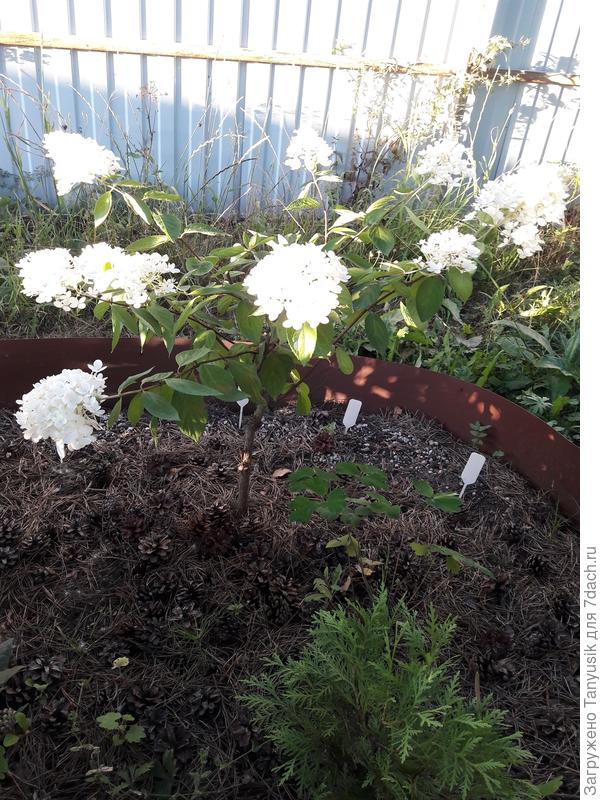 Грандифлора. 2017. Низкий штамб.