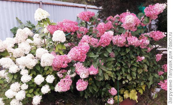 Они же в сентябре