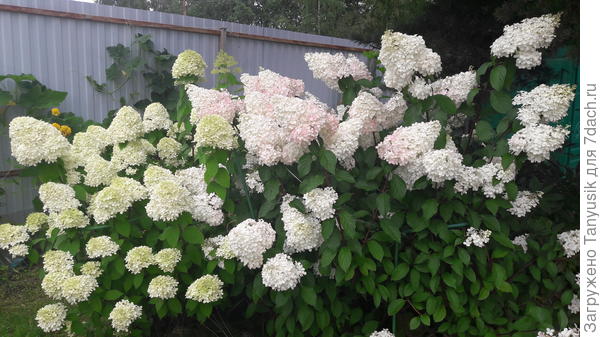 Мои гортензии ЛитлЛайм и Ванила Фрайз в августе.
