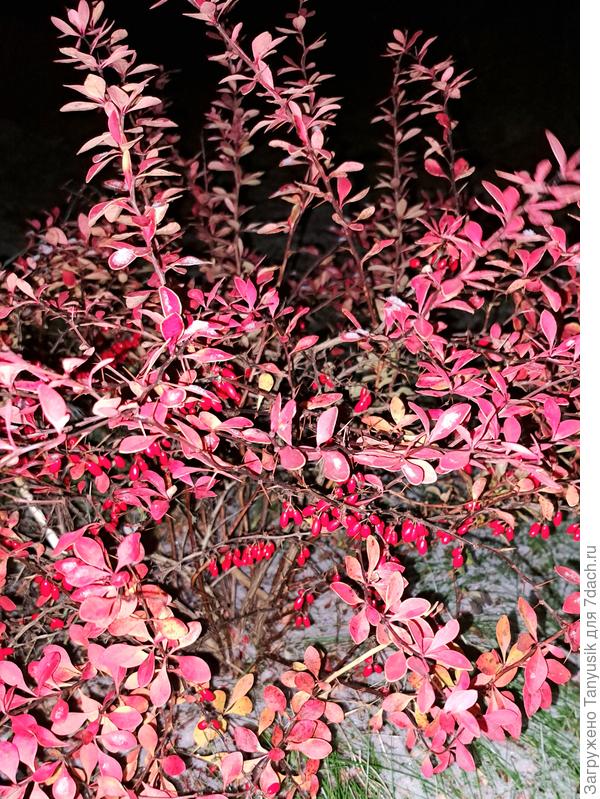 Сегодня целый день любовалась этим барбарисом на фоне первого снега.