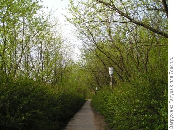 Аллея виргинской черемухи.