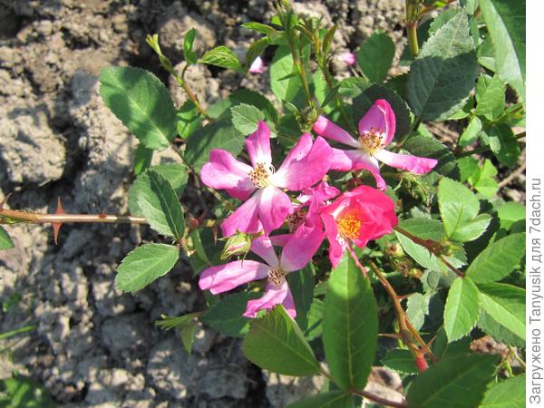 Крылья Ангелов. Первый год. 2011.