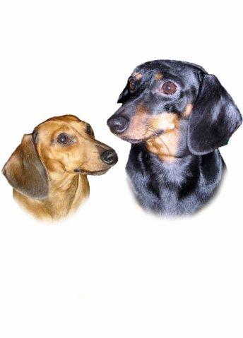 А у нас две таксы.