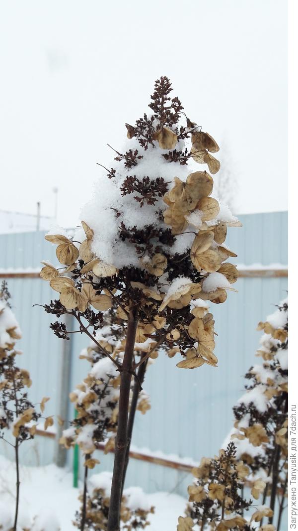 Моя гортензия Юник зимой.