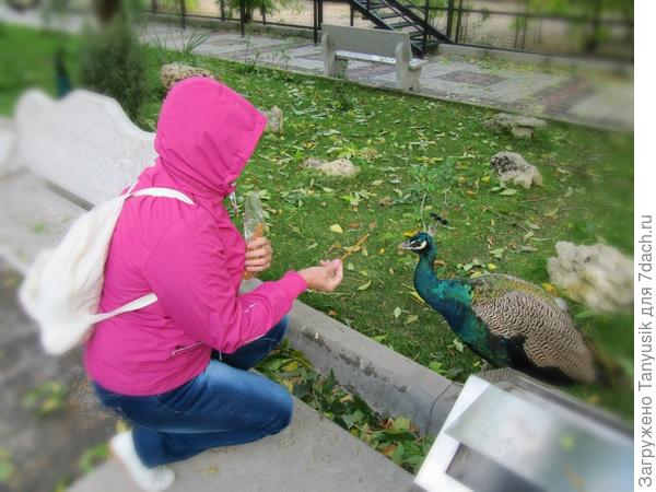 Соломку хочешь, нашу, питерскую? Павлину понравилась.