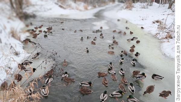 Тусовка на Дудергофке.