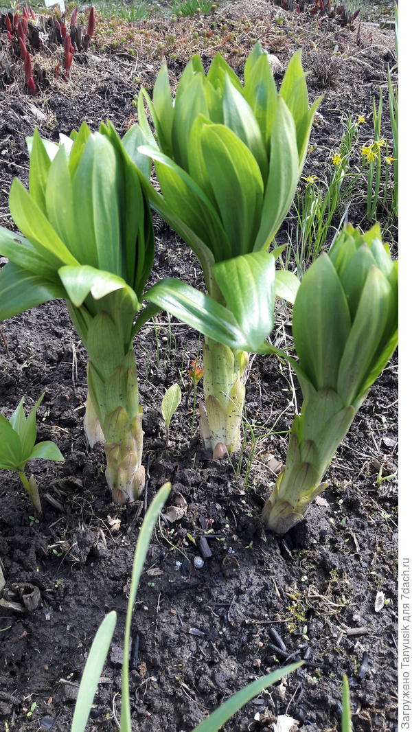 Взошедшие мартагоны. Слева маленький виден, но и у него листья не из земли торчат, а чуть повыше из стебля.