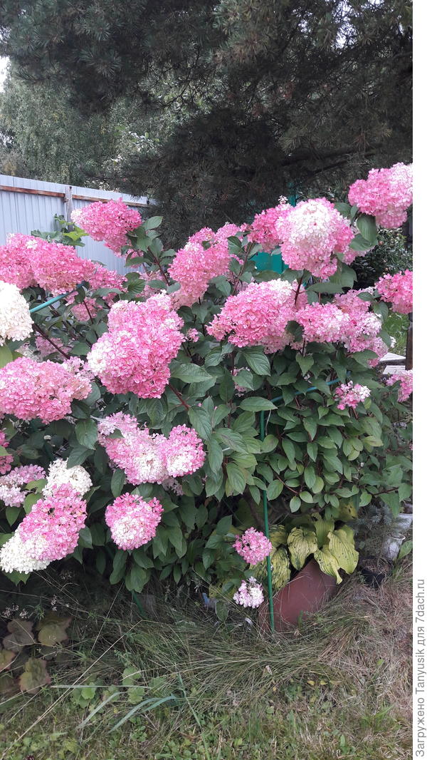 Моя Ванила Фрайз