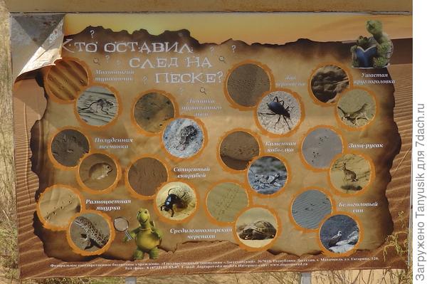 На бархане встречаются уникальные эндемики.