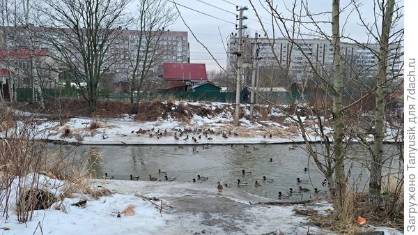 Вот сегодня сфоткала. когда с работы шла. На том берегу мужчина кормил уток, видна его удаляющаяся спина. А когда утки увидели меня, рванули к этому берегу. Привыкли уже. Но сами тоже прокормиться могут, часто ныряют за чем-нибудь.