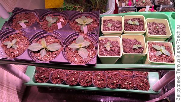 Большие - это которые сначала посеяны в таблетки. Только одна замерла почему-то. Слева 6 шт - из пакетиков.