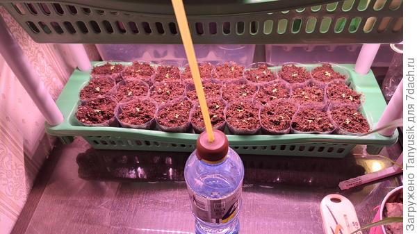 Еще они. По 2-3 шт в стаканчике. Поливаю из бутылочки с трубочкой по каплям.