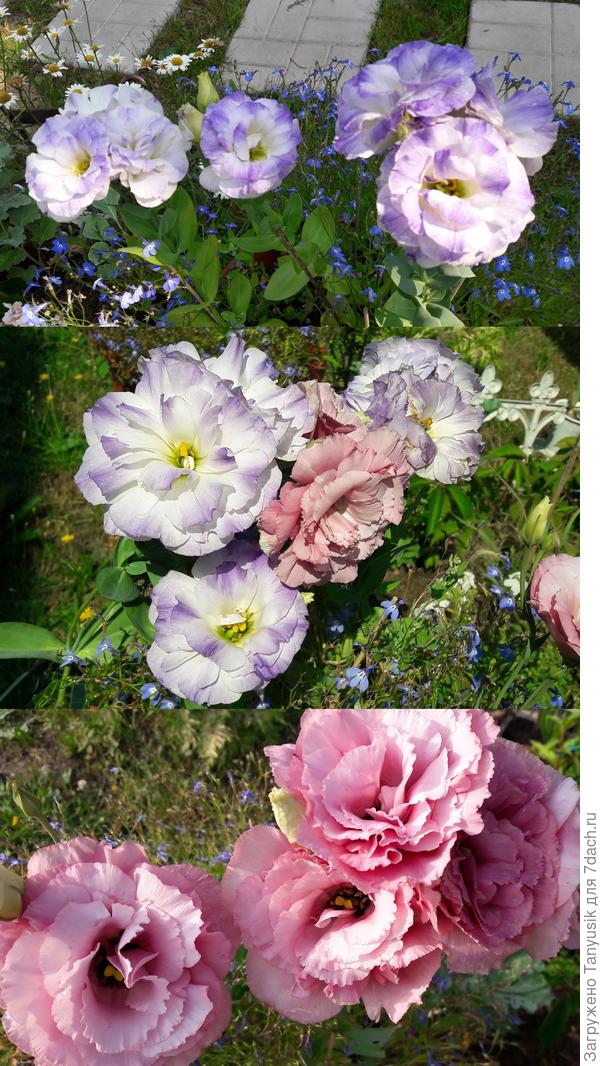 Вот что выросло в 21 году. Собрала семена с самого красивого цветка, сейчас уже не помню, с розового или кварцевого.