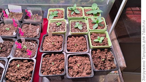 Здесь, которые большие - из своих семян, посеяные в таблетки.