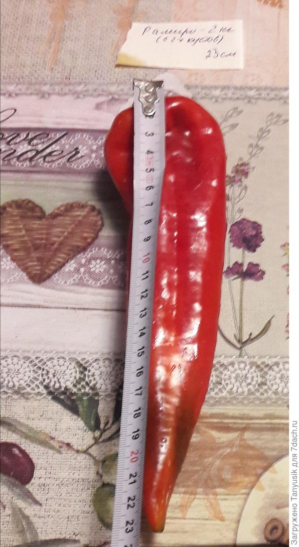 Размерчик хороший. (Палермо были до 30 см).